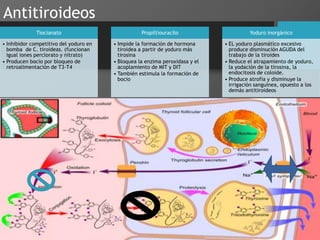 Antitiroideos
Tiocianato
• Inhibidor competitivo del yoduro en
bomba de C. tiroideas. (funcionan
igual iones perclorato y nitrato)
• Producen bocio por bloqueo de
retroalimentación de T3-T4
Propiltiouracilo
• Impide la formación de hormona
tiroidea a partir de yoduro más
tirosina
• Bloquea la enzima peroxidasa y el
acoplamiento de MIT y DIT
• También estimula la formación de
bocio
Yoduro inorgánico
• EL yoduro plasmático excesivo
produce disminución AGUDA del
trabajo de la tiroides
• Reduce el atrapamiento de yoduro,
la yodación de la tirosina, la
endocitosis de coloide.
• Produce atrofia y disminuye la
irrigación sanguínea, opuesto a los
demás antitiroideos
 