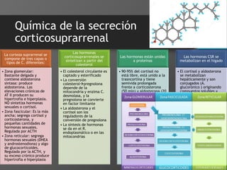 Química de la secreción
corticosuprarrenal
La corteza suprarrenal se
compone de tres capas o
tipos de C. diferentes:
• Zona glomerular:
Bastante delgada y
contiene aldosterona
sintasa: produce
aldosterona. Las
elevaciones crónicas de
AT II producen su
hipertrofia e hiperplasia.
NO sintetiza hormonas
sexuales o cortisol.
• Zona fascicular: Es la más
ancha; segrega cortisol y
corticosterona, y
pequeñas cantidades de
hormonas sexuales.
Regulada por ACTH
• Zona reticular: segrega
hormonas sexuales (DHEA
y androstenodiona) y algo
de glucocorticoides.
Regulada por la ACTH, y
su exceso crónico produce
hipertrofia e hiperplasia
Las hormonas
corticosuprarrenales se
sintetizan a partir del
colesterol
• El colesterol circulante es
captado y esterificado
• La conversión
colesterolpregnolona
depende de la
mitocondria y enzima C.
desmolasa, y la
pregnolona se convierte
en factor limitante
• La aldosterona y el
cortisol son los
reguladores de la
conversión de pregnolona
• La síntesis de hormonas
se da en el R.
endoplasmático o en las
mitocondrias
Las hormonas están unidas
a proteínas
• 90-95% del cortisol no
está libre, está unido a la
trasncortina y tiene
semivida prolongada
frente a corticosterona
(50 min) y aldosterona (20
min)
Las hormonas CSR se
metabolizan en el hígado
• El cortisol y aldosterona
se metabolizan
hepáticamente y son
conjugados (Á.
glucorónico ) originando
compuestos solubles y
filtrables. Las
hepatopatías disminuyen
la inactivación hormonal.
 