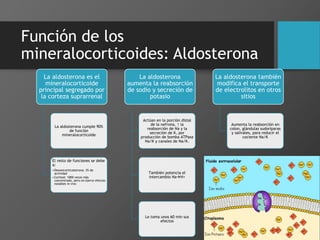 Función de los
mineralocorticoides: Aldosterona
La aldosterona es el
mineralocorticoide
principal segregado por
la corteza suprarrenal
La aldosterona cumple 90%
de función
mineralocorticoide
El resto de funciones se debe
a:
•Desoxicorticosterona: 3% de
actividad
•Cortisol: 1000 veces más
concentrado, pero no ejerce efectos
notables in vivo
La aldosterona
aumenta la reabsorción
de sodio y secreción de
potasio
Actúan en la porción distal
de la nefrona, ↑ la
reabsorción de Na y la
secreción de K, por
producción de bomba ATPasa
Na/K y canales de Na/K.
También potencia el
intercambio NaH+
Le toma unos 60 min sus
efectos
La aldosterona también
modifica el transporte
de electrolitos en otros
sitios
Aumenta la reabsorción en
colon, glándulas sudoríparas
y salivales, para reducir el
cociente Na/K
 