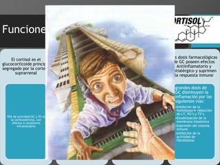 Funciones de lo glucocorticoides
El cortisol es el
glucocorticoide principal
segregado por la corteza
suprarrenal
95% de actividad GC y 5% al
la corticosterona, con
efectos a receptores
intracelulares
El cortisol posee
múltiples efectos sobre
el metabolismo. Consiste
en alteraciones
pronunciada de del
metabolismo de glúcidos,
grasas y proteínas
Disminuye los depósitos de
proteína en los tejidos
extrahepáticos: efectos
catabólicos y antianabólicos
Tendencia
hiperglucemiante por dos
vías
•Aumento de la gluconeogenia
•Efecto anti-insulínico: en
músculo y tejido adiposo
(efecto diabetógeno)
Facilita la movilización de
Á. grasos del tejido adiposo,
sobretodo durante el ayuno,
permitiendo a la adrenalina
y GH actuar
Al aumento de la
secreción de cortisol
resulta importante para
la resistencia al estrés
El estrés físico y mental
aumenta la secreción de
ACTH cortisol
Se eleva factores
estresante para mejorar la
supervivencia. Los
pacientes con disfunción
suprarrenal necesitan dosis
extras en situaciones de
estrés
Las dosis farmacológicas
de GC poseen efectos
Antiinflamatorio y
antialérgico y suprimen
la respuesta inmune
grandes dosis de
GC disminuyen la
inflamación por las
siguientes vías:
•Inhibición de la
fosfolipasa reducción
de LT, PG’s y TX’s
•Estabilización de la
membrana lisosómica
•Supresión del sistema
inmune
•Inhibición de la
actividad de
fibroblastos
 