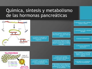 Química, síntesis y metabolismo
de las hormonas pancreáticas
La insulina y el glucagón se
sintetizan en los islotes de
Langerhans
Los seres humanos cuentan con 1-
2M de islotes, con cuatro tipos de
células
ß representan el 60% y segregan
insulina y amilina
α representan el 25% y segregan
glucagón
δ secretan somatostatina
C. PP secretan Polipéptido
pancreático
la secreción viaja por la vena
porta par actuar sobre el hígado,
debido a los efectos de la insulina
y glucagón
La insulina y el glucagón se
sintetizan y metabolizan como
hormonas peptídicas
Es decir como grandes
preprohormonas, que luego se
escinden y liberan
como el péptido C y la insulina,
porque la insulina tiene dos
cadenas unidas por puentes
disulfuro
El glucagón es un polipéptido
lineal de 29 aminoácidos
Ambos tienen una semivida breve,
de 5-10 min. Casi la mitad se
metaboliza en el hígado y el resto
en los pulmones
 