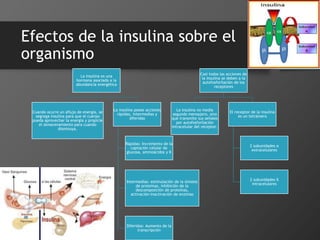 Efectos de la insulina sobre el
organismo
La insulina es una
hormona asociada a la
abundancia energética
Cuando ocurre un aflujo de energía, se
segrega insulina para que el cuerpo
pueda aprovechar la energía y propicie
el almacenamiento para cuando
disminuya.
La insulina posee acciones
rápidas, intermedias y
diferidas
Rápidas: Incremento de la
captación celular de
glucosa, aminoácidos y K
Intermedias: estimulación de la síntesis
de proteínas, inhibición de la
descomposición de proteínas,
activación-inactivación de enzimas
Diferidas: Aumento de la
transcripción
Casi todas las acciones de
la insulina se deben a la
autofosforilación de los
receptores
La insulina no media
segundo mensajero, sino
que transmite sus señales
por autofosforilación
intracelular del receptor.
El receptor de la insulina
es un tetrámero
2 subunidades α
extracelulares
2 subunidades ß
intracelulares
 