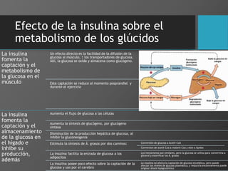 Efecto de la insulina sobre el
metabolismo de los glúcidos
La insulina
fomenta la
captación y el
metabolismo de
la glucosa en el
músculo
Un efecto directo es la facilidad de la difusión de la
glucosa al músculo, ↑ los transportadores de glucosa.
Allí, la glucosa se oxida y almacena como glucógeno.
Esta captación se reduce al momento posprandial y
durante el ejercicio
La insulina
fomenta la
captación y el
almacenamiento
de la glucosa en
el hígado e
inhibe su
producción,
además
Aumenta el flujo de glucosa a las células
Aumenta la síntesis de glucógeno, por glucógeno
sintasa
Disminución de la producción hepática de glucosa, al
inhibir la gluconeogenia
Estimula la síntesis de Á. grasos por dos caminos: Conversión de glucosa a Acetil-CoA
Conversion de acetil-Coa a malonil-Coa y éste a lípidos
La insulina facilita la entrada de glucosa a los
adipocitos
Los mecanismos son similares, pero la glucosa se utiliza para convertirla a
glicerol y esterificar los Á. grasos
La insulina posee poco efecto sobre la captación de la
glucosa y uso por el cerebro
La insulina no afecta la captación de glucosa encefálica, pero puede
afectar los niveles de glucosa plasmática, y reducirla excesivamente puede
originar shock hipoglucémico
 