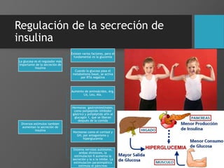 Regulación de la secreción de
insulina
La glucosa es el regulador más
importante de la secreción de
insulina
Existen varios factores, pero el
fundamental es la glucemia
Cuando la glucosa pasa el
metabolismo basal, se activa
por RTA negativa
Diversos estímulos tambien
aumentan la secreción de
insulina
Aumento de aminoácidos, Arg,
Lis, Leu, Ala.
Hormonas gastrointestinales,
como polipeptido inhibidor
gástrico y polipéptido afín al
glucagón 1, que se liberan
después de la comida
Hormonas como el cortisol y
GH, por antagonismo y
hiperglucemia
Sistema nervioso autónomo,
ambas divisiones, la
estimulacion ß aumenta la
secreción y la α la inhibe. La
estimulacion parasimpática
estimula el páncreas
 