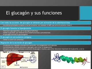 El glucagón y sus funciones
Casi todas las acciones del glucagón se obtienen por activación de la adenilatociclasa
•Los efectos principales se oponen a los de la insulina, con mediador el AMPc que activa la proteína cinasa A
El glucagón fomenta la hiperglucemia
•Estimula la glucogenólisis, por la glucógeno fosforilasa
•Inhibe la glucólisis, por inhibición de la fosfofructocinasa y piruvatocinasa
•El glucagón estimula la gluconeogenia
El glucagón es una sustancia cetógena
•Inhibe la acetil-CoA carboxilasa
Regulación de la secreción de glucagón
•La glucosa es el regulador principal de la secreción, con antagonismo con la glucosa.
•Los aminoácidos también estimulan el glucagón, para evitar la hipoglucemia
•El ayuno y el ejercicio estimulan la secreción de glucagón e insulina, para evitar descensos importante de la glucemia, y con la
estimulación simpática
 