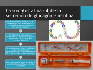 La somatostatina inhibe la
secreción de glucagón e insulina
La somatostatina se sintetiza en las C.
delta del páncreas, en el intestino y
el hipotálamo, donde actúa como
hormona hipofisótropa
En el páncreas, su secreción se
estimula ante la elevación de glucosa,
aminoácidos y Á. grasos y otras
hormonas digestivas
La somatostatina inhibe la motilidad,
la secreción y absorción
gastrointestinales, y potente inhibidor
de la secreción de insulina y glucagón
Retrasa la asimilación de nutrientes y
su utilización por el hígado y tejidos
periféricos
 