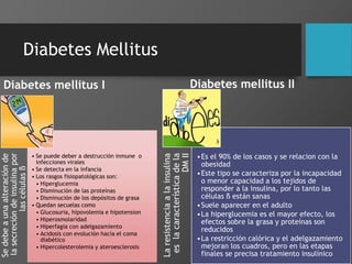 Diabetes Mellitus
Diabetes mellitus I
Sedebeaunaalteraciónde
lasecrecióndeinsulinapor
lascélulasß
• Se puede deber a destrucción inmune o
infecciones virales
• Se detecta en la infancia
• Los rasgos fisiopatológicas son:
• Hiperglucemia
• Disminución de las proteínas
• Disminución de los depósitos de grasa
• Quedan secuelas como
• Glucosuria, hipovolemia e hipotension
• Hiperosmolaridad
• Hiperfagia con adelgazamiento
• Acidosis con evolución hacia el coma
diabético
• Hipercolesterolemia y ateroesclerosis
Diabetes mellitus II
Laresistenciaalainsulina
eslacaracterísticadela
DMII
•Es el 90% de los casos y se relacion con la
obesidad
•Este tipo se caracteriza por la incapacidad
o menor capacidad a los tejidos de
responder a la insulina, por lo tanto las
células ß están sanas
•Suele aparecer en el adulto
•La hiperglucemia es el mayor efecto, los
efectos sobre la grasa y proteínas son
reducidos
•La restricción calórica y el adelgazamiento
mejoran los cuadros, pero en las etapas
finales se precisa tratamiento insulínico
 