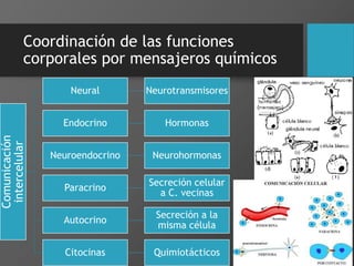 Coordinación de las funciones
corporales por mensajeros químicos
Comunicación
intercelular
Neural Neurotransmisores
Endocrino Hormonas
Neuroendocrino Neurohormonas
Paracrino
Secreción celular
a C. vecinas
Autocrino
Secreción a la
misma célula
Citocinas Quimiotácticos
 