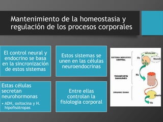 Mantenimiento de la homeostasia y
regulación de los procesos corporales
El control neural y
endocrino se basa
en la sincronización
de estos sistemas
Estos sistemas se
unen en las células
neuroendocrinas
Estas células
secretan
neurohormonas
• ADH, oxitocina y H.
hipofisótropas
Entre ellas
controlan la
fisiología corporal
 