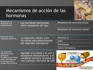 Mecanismos de acción de las
hormonas
Receptores de
hormonas y su
transformacio
Las hormonas interactúan
sobre receptores de tipo:
Receptores de membrana celular
Receptores de membrana nuclear
Mediación de la
respuesta hormonal La respuesta celular a las
hormonas esta determinados
por segundos mensajeros
Proteínas G
AMPc
Fosfolipasas
Calcio-Calmodulina
Las respuesta
celulares de las
hormonas
tiroideas/esteroideas
están mediadas por
la estimulación y
síntesis de proteínas
Ingresan a la célula y se une a
receptores intracelulares, y el
complejo hormona receptor se
une a puntos concretos de ADN
 