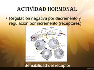 ACTIvIDAD HORMONAl
• Regulación negativa por decremento y
regulación por incremento (receptores)
Sensibilidad del receptor
 