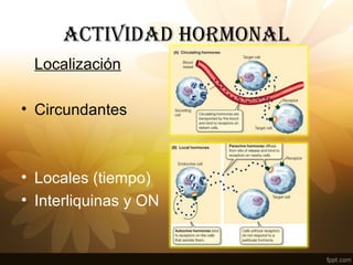 ACTIvIDAD HORMONAl
Localización
• Circundantes
• Locales (tiempo)
• Interliquinas y ON
 