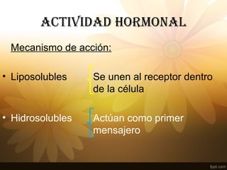 ACTIVIDAD HORMONAL
Mecanismo de acción:
• Liposolubles Se unen al receptor dentro
de la célula
• Hidrosolubles Actúan como primer
mensajero
 