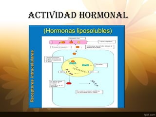 ACTIVIDAD HORMONAL
 