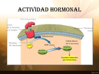 ACTIVIDAD HORMONAL
 