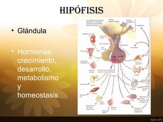HIPÓFISIS
• Glándula
• Hormonas:
crecimiento,
desarrollo,
metabolismo
y
homeostasis
 