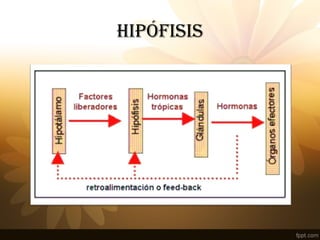 HIPÓFISIS
 