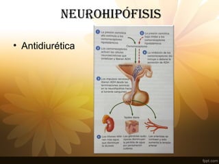 NEUROHIPÓFISIS
• Antidiurética
 