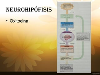 NEUROHIPÓFISIS
• Oxitocina
 
