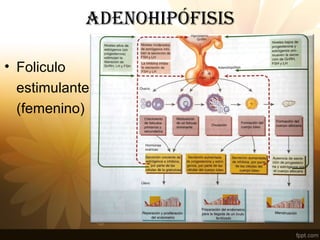 adENOHIPÓFISIS
• Foliculo
estimulante
(femenino)
 