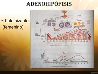 adENOHIPÓFISIS
• Luteinizante
(femenino)
 
