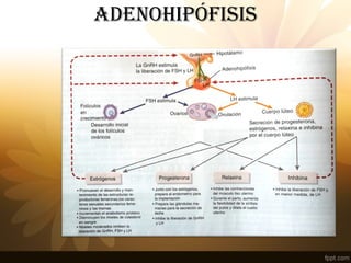 adENOHIPÓFISIS
 