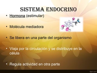 SISTEMA ENDOCRINO
• HormonaHormona (estimular)
• Molécula mediadora
• Se libera en una parte del organismo
• Viaja por la circulación y se distribuye en la
célula
• Regula actividad en otra parte
 