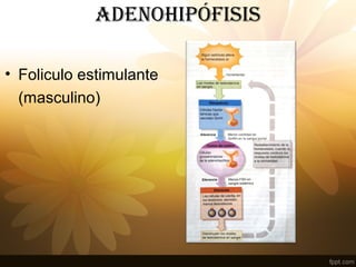 adENOHIPÓFISIS
• Foliculo estimulante
(masculino)
 