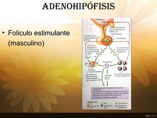 adENOHIPÓFISIS
• Foliculo estimulante
(masculino)
 