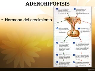 adENOHIPÓFISIS
• Hormona del crecimiento
 