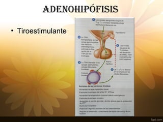 adENOHIPÓFISIS
• Tiroestimulante
 