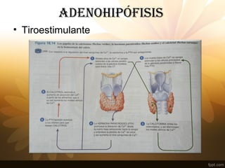adENOHIPÓFISIS
• Tiroestimulante
 