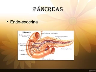 PÁNCREaS
• Endo-exocrina
 