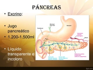 • Excrino:
• Jugo
pancreático
• 1.200-1.500ml
• Líquido
transparente e
incoloro
PÁNCREAS
 