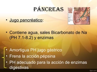 • Jugo pancréatico:
• Contiene agua, sales Bicarbonato de Na
(PH 7.1-8.2) y enzimas
• Amortigua PH jugo gástrico
• Frena la acción pépsina
• PH adecuado para la acción de enzimas
digestivas
PÁNCREAS
 
