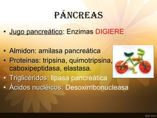 • Jugo pancreático: Enzimas DIGIERE
• AlmidonAlmidon: amilasa pancreática
• ProteinasProteinas: tripsina, quimotripsina,
caboxipeptidasa, elastasa.
• TriglicéridosTriglicéridos: lipasa pancreática
• Ácidos nucléicosÁcidos nucléicos: Desoxirribonucleasa
PÁNCREAS
 