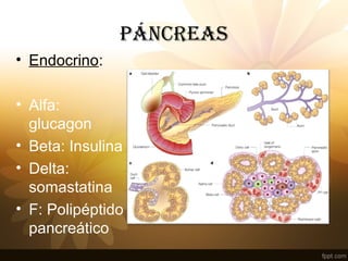 PÁNCREAS
• Endocrino:
• Alfa:
glucagon
• Beta: Insulina
• Delta:
somastatina
• F: Polipéptido
pancreático
 
