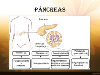 PÁNCREAS
 