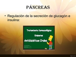 PÁNCREAS
• Regulación de la secreción de glucagón e
insulina:
 