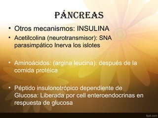PÁNCREAS
• Otros mecanismos: INSULINA
• Acetilcolina (neurotransmisor): SNA
parasimpático Inerva los islotes
• Aminoácidos: (argina leucina): después de la
comida protéica
• Péptido insulonotrópico dependiente de
Glucosa: Liberada por cell enteroendocrinas en
respuesta de glucosa
 