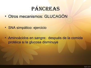 PÁNCREAS
• Otros mecanismos: GLUCAGÓN
• SNA simpático: ejercicio
• Aminoácidos en sangre: después de la comida
protéica si la glucosa disminuye
 