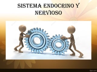 SISTEMA ENDOCRINO y
NERvIOSO
 