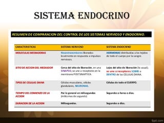 SISTEMA ENDOCRINO
 