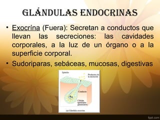 GláNDulAS ENDOCRINAS
• Exocrína (Fuera): Secretan a conductos que
llevan las secreciones: las cavidades
corporales, a la luz de un órgano o a la
superficie corporal.
• Sudoriparas, sebáceas, mucosas, digestivas
 