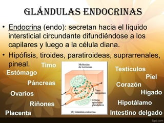 GláNDulAS ENDOCRINAS
• Endocrina (endo): secretan hacia el líquido
intersticial circundante difundiéndose a los
capilares y luego a la célula diana.
• Hipófisis, tiroides, paratiroideas, suprarrenales,
pineal.
 