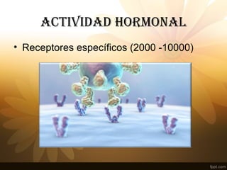 ACTIvIDAD HORMONAl
• Receptores específicos (2000 -10000)
 