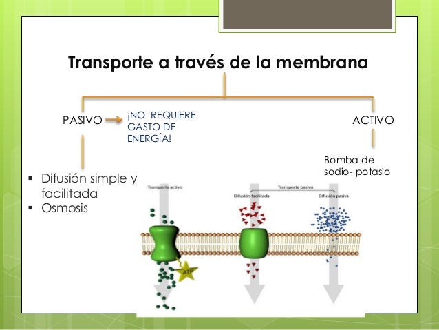 Transporte a través de la membrana celular
