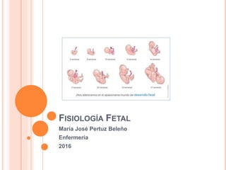 FISIOLOGÍA FETAL
María José Pertuz Beleño
Enfermería
2016
 