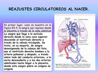 REAJUSTES CIRCULATORIOS AL NACER.
En primer lugar, como se muestra en la
figura 83-4, la sangre que regresa desde
la placenta a través de la vena umbilical
atraviesa el conducto venoso, evitando en
gran parte el paso por el hígado. A
continuación, casi toda la sangre que
penetra en la aurícula derecha
procedente de la vena cava inferior
accede directamente a la aurícula
izquierda a través de la cara posterior
de la aurícula derecha y del agujero oval.
La sangre que llega a la aurícula
derecha desde la vena cava superior
desciende al ventrículo derecho a
través de la válvula tricúspide. Se
trata, en su mayoría, de sangre
desoxigenada de la cabeza del feto,
que el ventrículo derecho bombea a la
arteria pulmonar y después, a través
sobre todo del conducto arterioso, a la
aorta descendente y a las dos arterias
umbilicales hasta llegar a la placenta,
donde esta sangre pobre en oxígeno se
oxigena
 