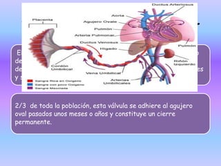 CIERRE DEL AGUJERO OVAL
El descenso de la presión de la aurícula derecha y el aumento
de la presión de la aurícula izquierda que se producen a causa
de los cambios experimentados por las resistencias pulmonares
y sistémicas en el momento del nacimiento
2/3 de toda la población, esta válvula se adhiere al agujero
oval pasados unos meses o años y constituye un cierre
permanente.
 